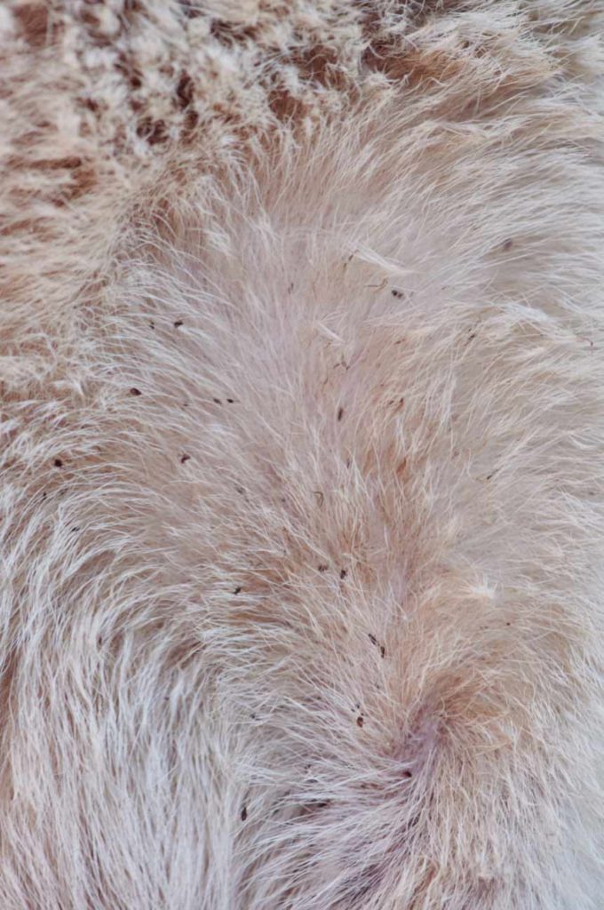 puces dans les poils du chien - supercroquettes